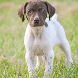 German Shorthaired Pointer and Labrador Retriever Puppies from LL Gun Dogs, LLC