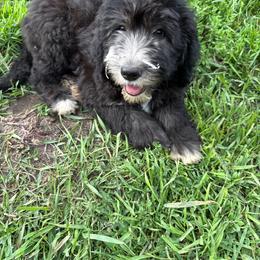 Purple - Black and white female Sheepadoodle puppy in Eleva, Wisconsin from Molly’s Doodles