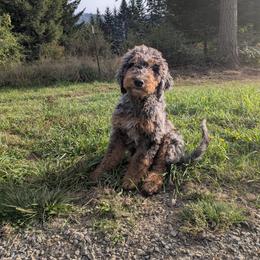Coco - Blue merle female Aussiedoodle puppy in Yacolt, Washington from Aussiedoodles by Maggie