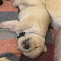 Reese's - Yellow female Labrador Retriever puppy in Eugene, Oregon from LakeHouse Labrador Retriever LLC
