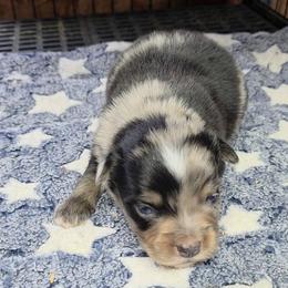 Toy Australian Shepherd puppies from Tin Roof Aussies