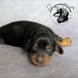 Raven - Black and tan female Dachshund puppy in Fultonville, New York from Sandy Aussies & Pomeranians