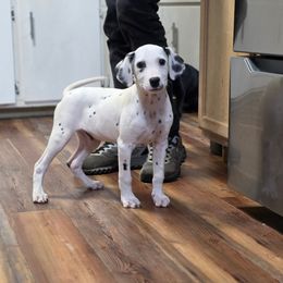 Sparky - White and black male Dalmatian puppy in Neosho, Missouri from County-Line Critters