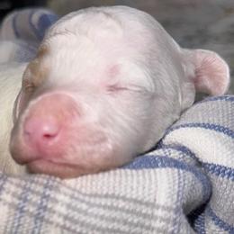 Bashful - White female Poodle puppy in Akeley, Minnesota from Blessed Acres Miniature Poodles