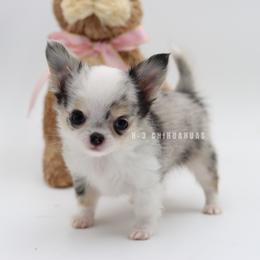 Girl 2 - Merle female Chihuahua puppy in Tulsa, Oklahoma from H-3 Chihuahuas