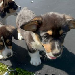 Boy 2 - Black and tan male Pembroke Welsh Corgi puppy in Chesterton, Indiana from Oliver Pembroke Welsh Corgis