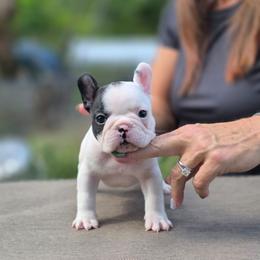 Yellow collar - White and brindle male French Bulldog puppy in Polk City, Florida from Best Friend Frenchies, LLC