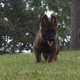 German Shepherd Puppies from Kruegerhaus German Shepherds