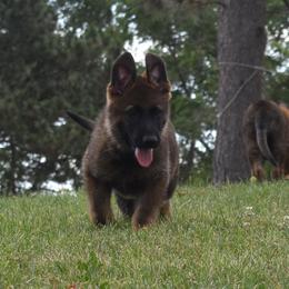 German Shepherd Puppies from Kruegerhaus German Shepherds