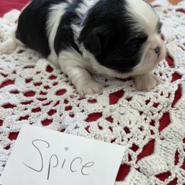 Spice - Black and white female Shih Tzu puppy in Marshfield, Missouri from Hillside Loop Kennel LLC