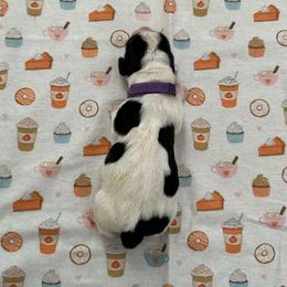 Purple collar -3,550.00 - Brown black and white female Basset Hound puppy in Columbia, South Carolina from Pawmetto Hounds