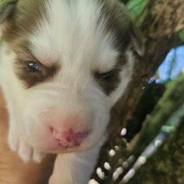 King - Brown and white male Siberian Husky puppy in Springfield, Massachusetts from 16acreshuskies