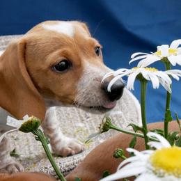 Dasha - Piebald female Dachshund puppy in Meridian, Idaho from Lucy’s Dachshund Home
