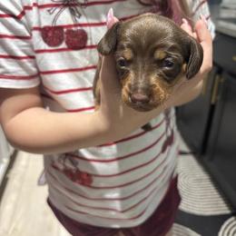 Louis - Chocolate and tan male Dachshund puppy in Tomball, Texas from Gutierrez House of Doxies