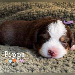 Pippa - Red tri-color female Miniature American Shepherd puppy in Tupalo, Mississippi from Butterfield Trail Farm