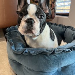 Nikki - White and brindle French Bulldog puppy in Franklin, Vermont from Ranch Royale