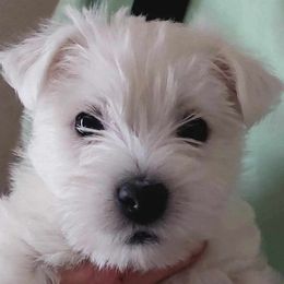 West Highland White Terrier puppies from Pleasant Prairie Farms