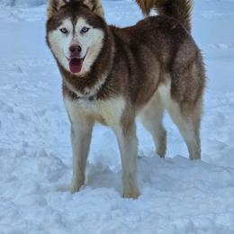Tylee - Siberian Husky