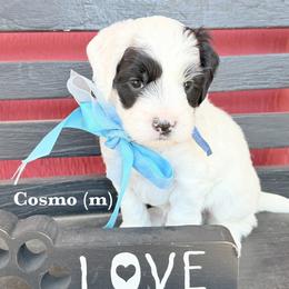 Cosmo - Black and chalk male Australian Labradoodle puppy in Citrus Heights, California from Elite Blend Labradoodles