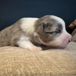 Lucky - Blue merle male Australian Shepherd puppy in Monroe, North Carolina from Meekey Family Aussies