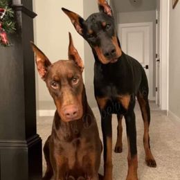 Doberman Pinscher Puppies from KB's Dobermans