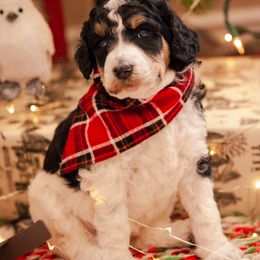 Poodle Puppies from Setting the Standard Poodles