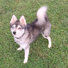 Travis - Alaskan Klee Kai