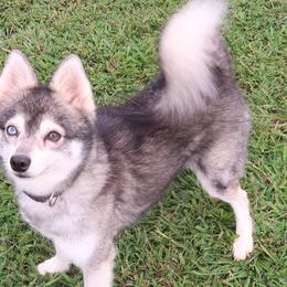 Travis - Alaskan Klee Kai