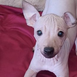 American Hairless Terriers from Wesley's American Hairless Terriers