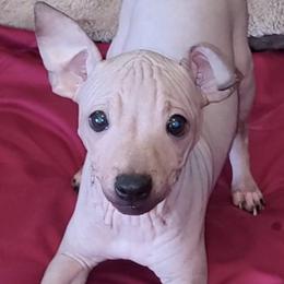 American Hairless Terriers from Wesley's American Hairless Terriers