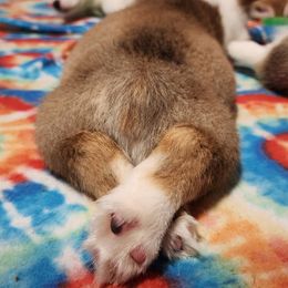 Pembroke Welsh Corgi Puppies from Corgis of Avalon