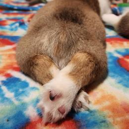 Pembroke Welsh Corgi Puppies from Corgis of Avalon