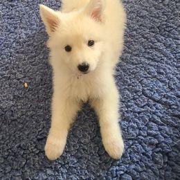 Berger Blanc Suisse Puppies from Absolute Dream White Swiss Shepherds