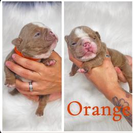 Orange collar - Lilac tri-color female Bulldog puppy in Seattle, Washington from Authentic Bullys
