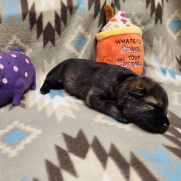 Purple collar - Sable female German Shepherd puppy in Ramsey, Illinois from Haus-Farr German Shepherds