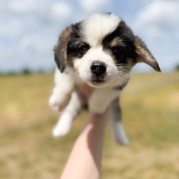Frog Footman - Brown - Black and tan male Pembroke Welsh Corgi puppy in Milan, Georgia from Williams’ Welsh Corgis LLC