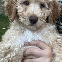 Tommy - Red  male Poodle puppy in Caldwell, Idaho from Treasure Valley Poodles