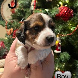 Dachshund Puppies from MJ Family Farm