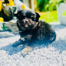 Brewski - Black and tan male Pomeranian puppy in Buck Valley, Pennsylvania from Buck Valley Pomeranians