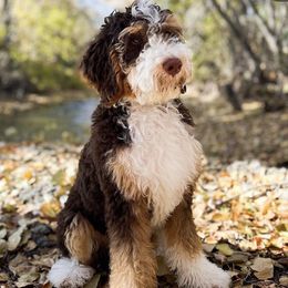 Hallow - Bernedoodle
