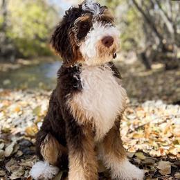 Hallow - Bernedoodle