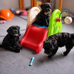 Australian Labradoodle and Labradoodle Puppies from Tango Wool Labradoodles