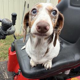 Iris - Dachshund