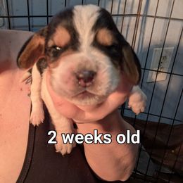 Rowan - Black brown and white male Basset Hound puppy in Cardington, Ohio from Buckeye Bassets 419