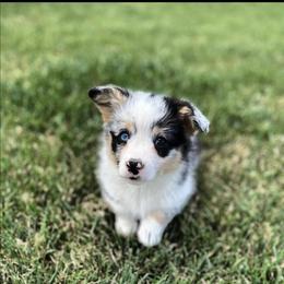 American Corgi and Miniature American Shepherd Puppies from Puppies by Alies