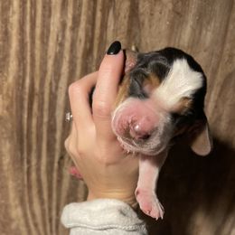 Basset Hound and Labrador Retriever Puppies from Bassett Hounds & Labradors