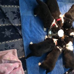 Cardigan Welsh Corgi Puppies from Heart & Soul Corgis
