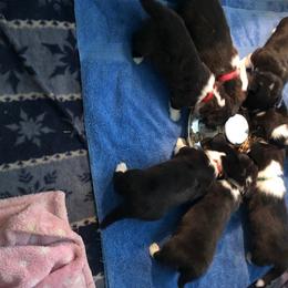 Cardigan Welsh Corgi Puppies from Heart & Soul Corgis