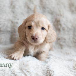 Sunny - Cream male Dachshund puppy in Liberty Hill, Texas from CTX Doxies