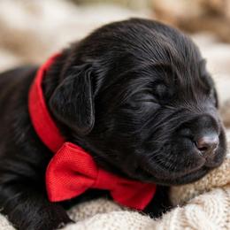 Zara - Black female Labrador Retriever puppy in Peru, Indiana from Harvest Moon Farms - Indiana English Cream Golden Retrievers